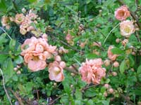 Link to our garden in 2013